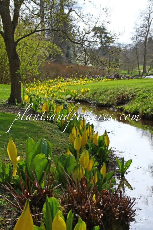Lysichiton americanus