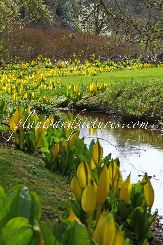 Lysichiton americanus