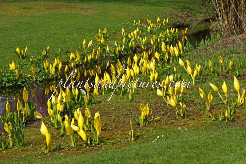 Lysichiton americanus