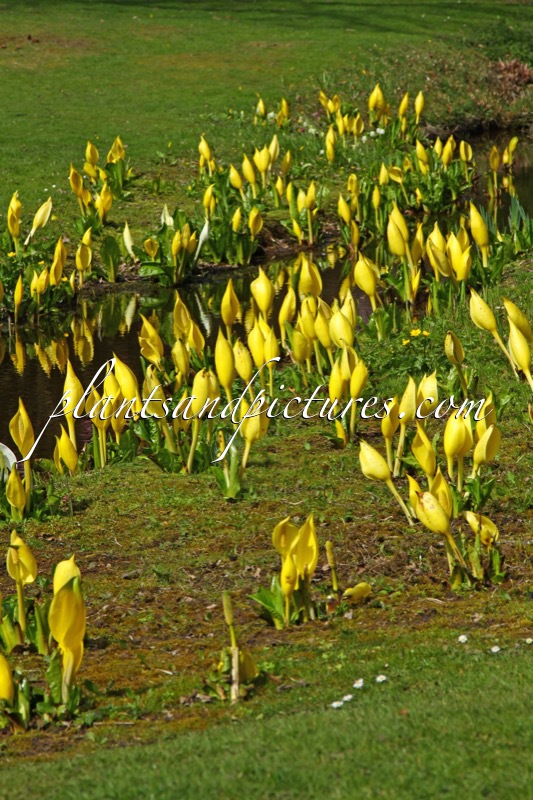 Lysichiton americanus