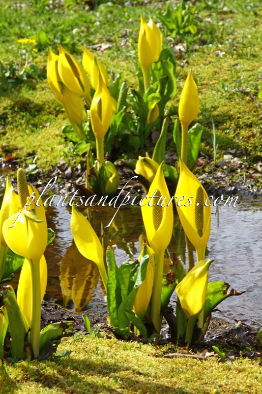 Lysichiton americanus