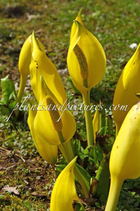 Lysichiton americanus