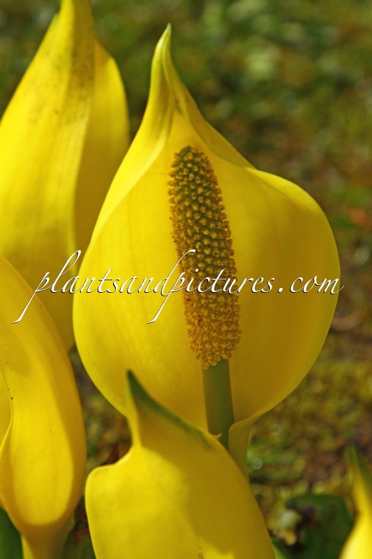 Lysichiton americanus