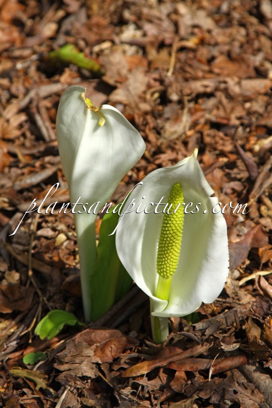 Lysichiton camtschatcensis
