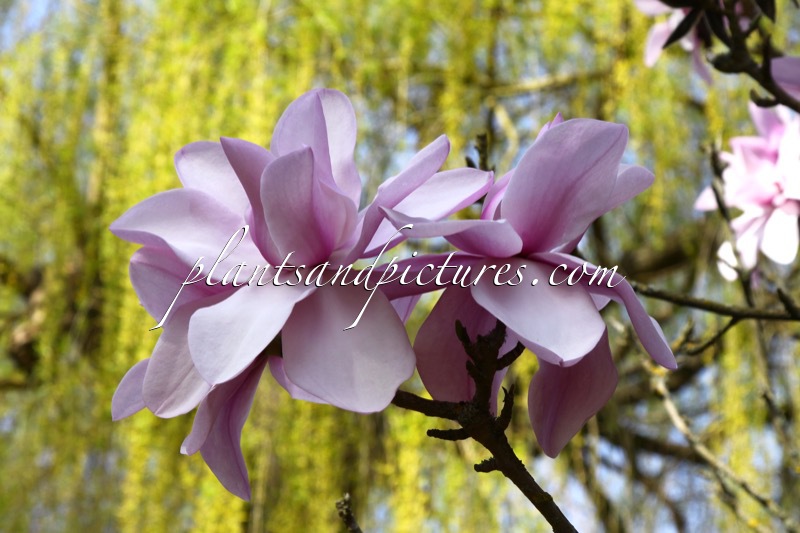 Magnolia sargentiana var. robusta