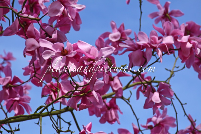 Magnolia ‘Llanhydrock’