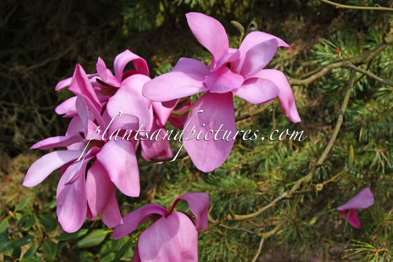 Magnolia ‘Llanhydrock’