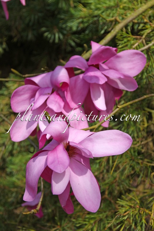 Magnolia ‘Llanhydrock’