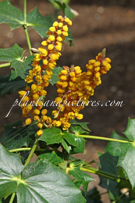 Mahonia napaulensis ‘Overbeck’