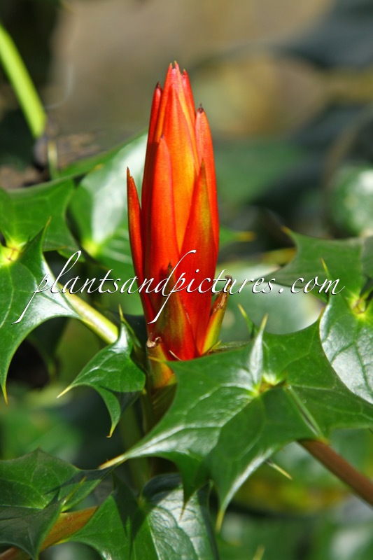Mahonia leveilleana (MF941011)