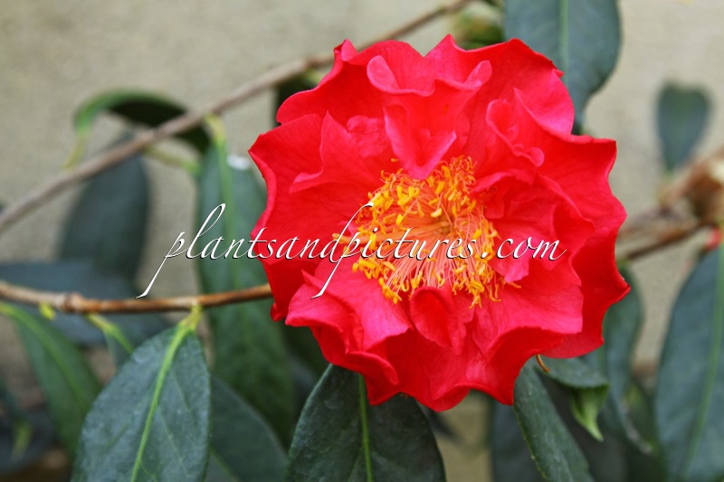 Camellia ‘Francie L.’