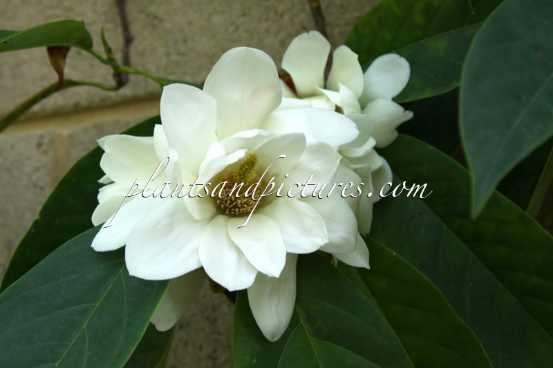Magnolia doltsopa ‘Silver Cloud’