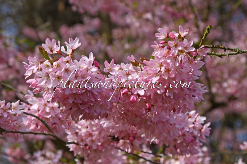 Prunus subhirtella ‘Stellata’