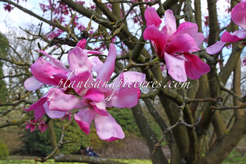 Magnolia ‘Eric Savill’