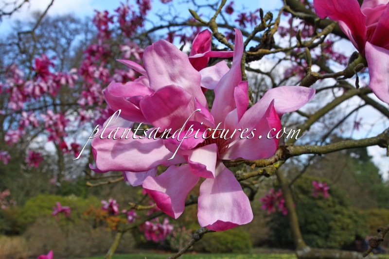 Magnolia ‘Eric Savill’