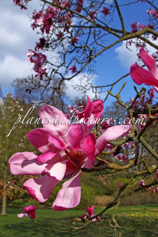 Magnolia ‘Eric Savill’