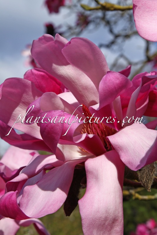 Magnolia ‘Eric Savill’
