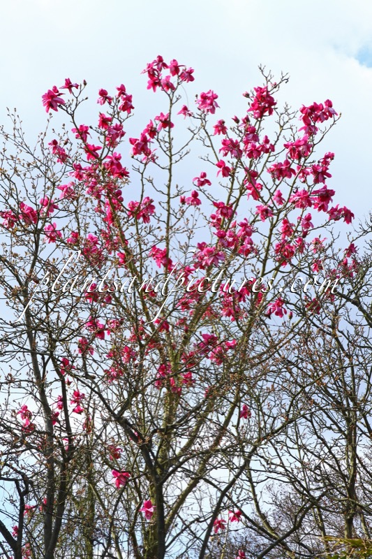 Magnolia campbellii ‘Darjeeling’