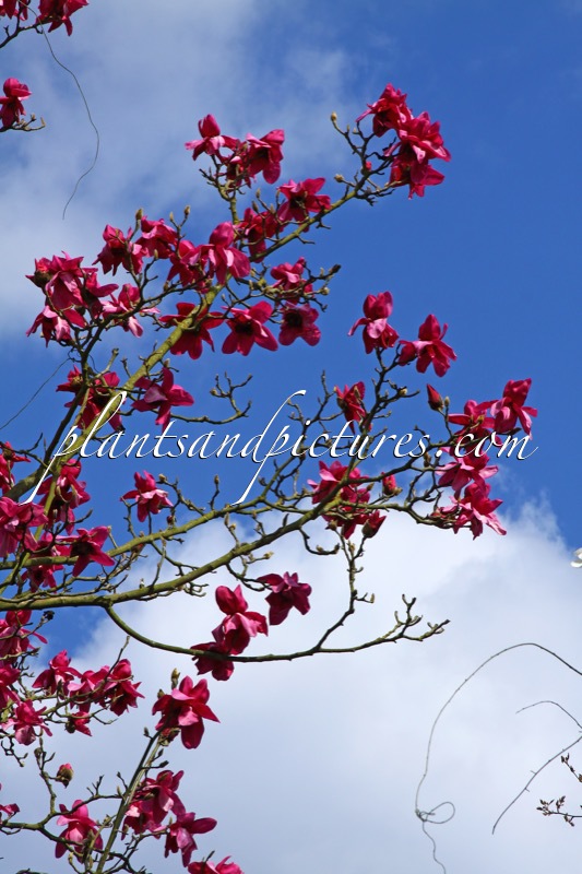 Magnolia campbellii ‘Darjeeling’