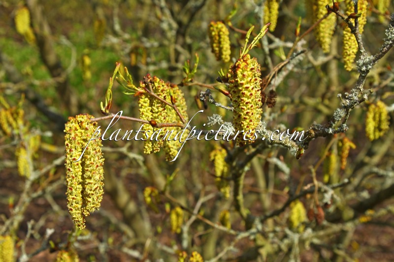 Alnus viridis subsp. crispa