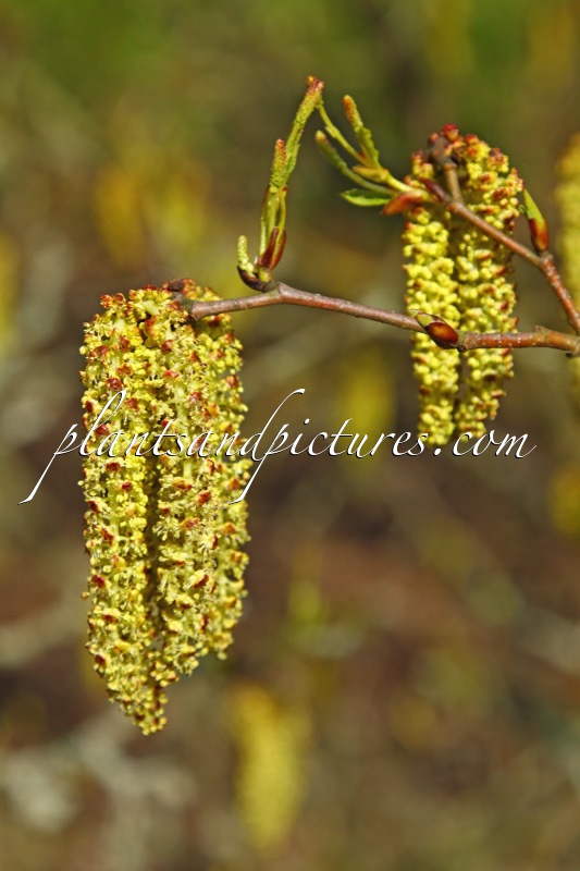 Alnus viridis subsp. crispa