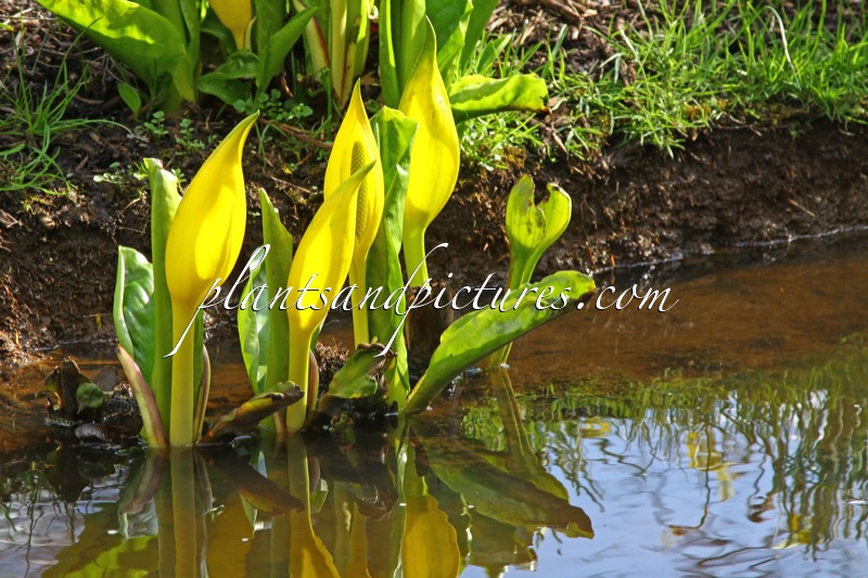 Lysichiton americanus