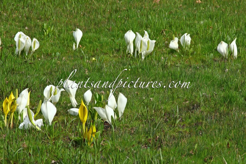 Lysichiton camtschatcensis