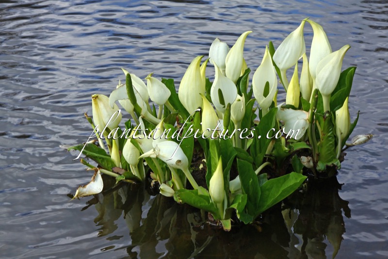Lysichiton camtschatcensis