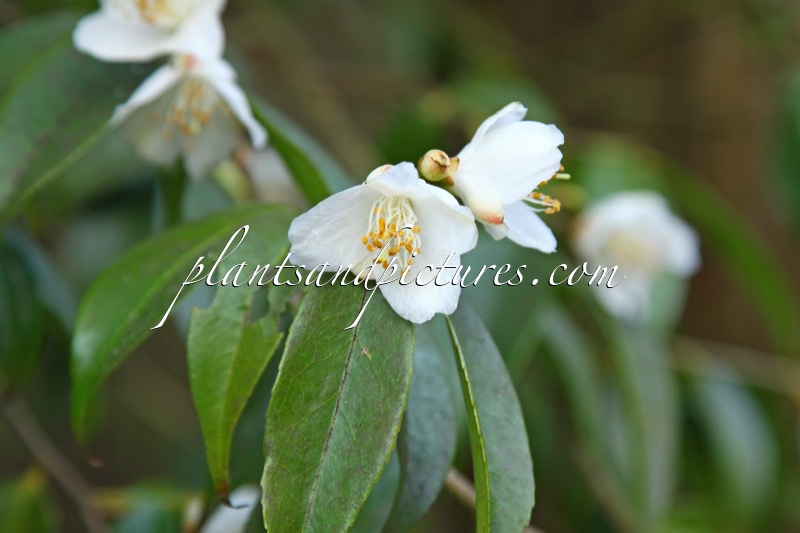 Camellia cuspidata