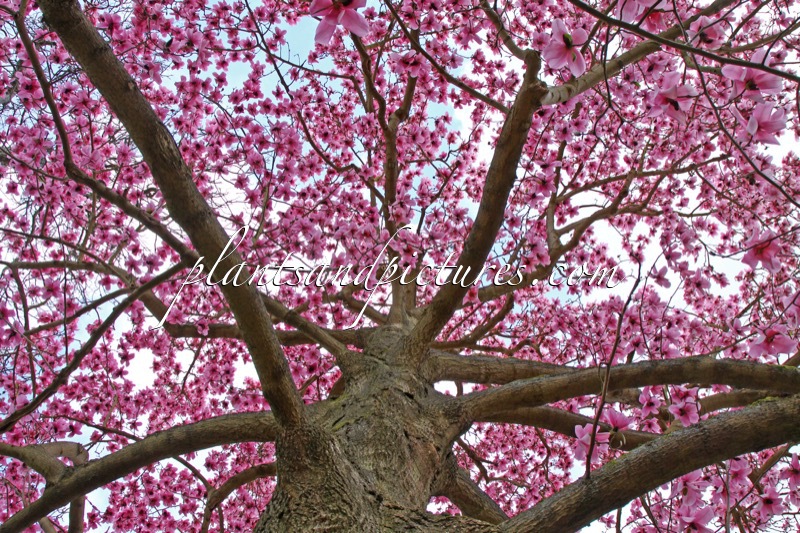 Magnolia campbellii subsp. mollicomata
