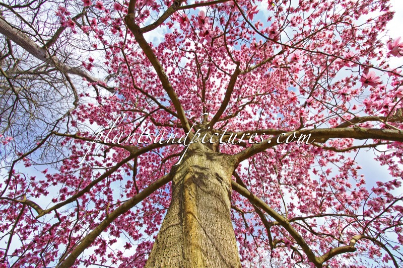 Magnolia campbellii subsp. mollicomata