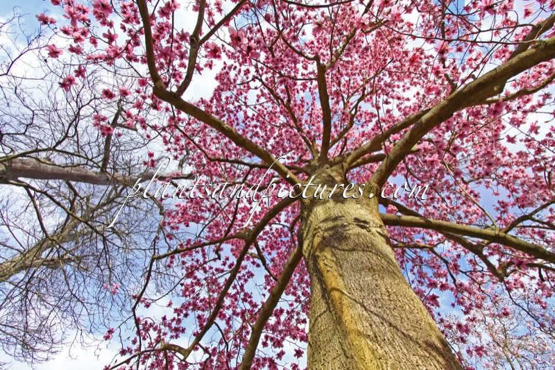 Magnolia campbellii subsp. mollicomata