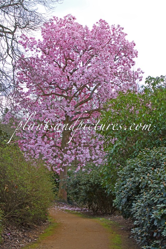 Magnolia campbellii subsp. mollicomata