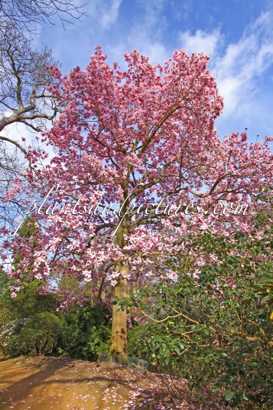 Magnolia campbellii subsp. mollicomata