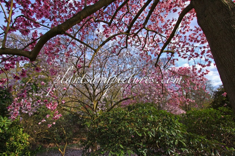 Magnolia campbellii subsp. mollicomata