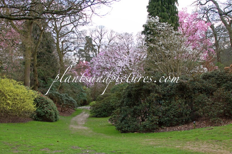 Magnolia campbellii subsp. mollicomata