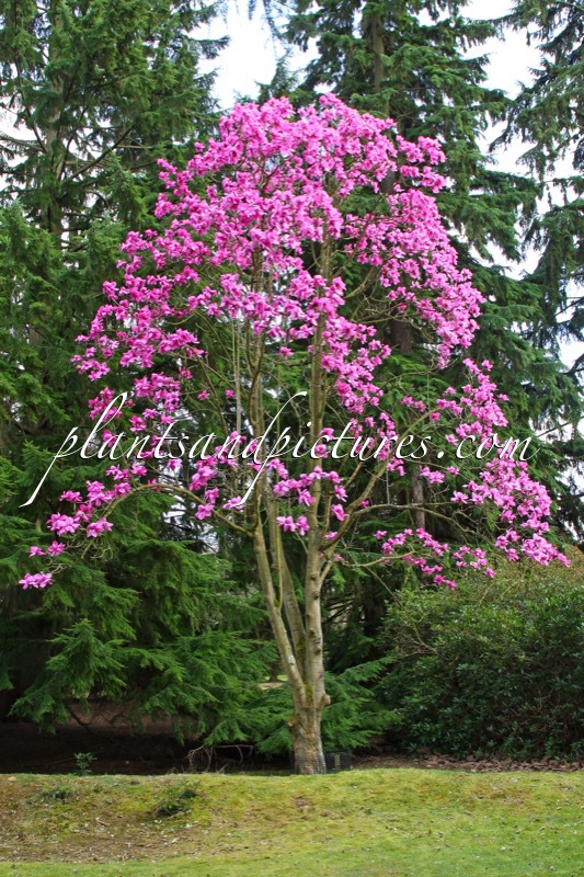 Magnolia campbellii subsp. mollicomata
