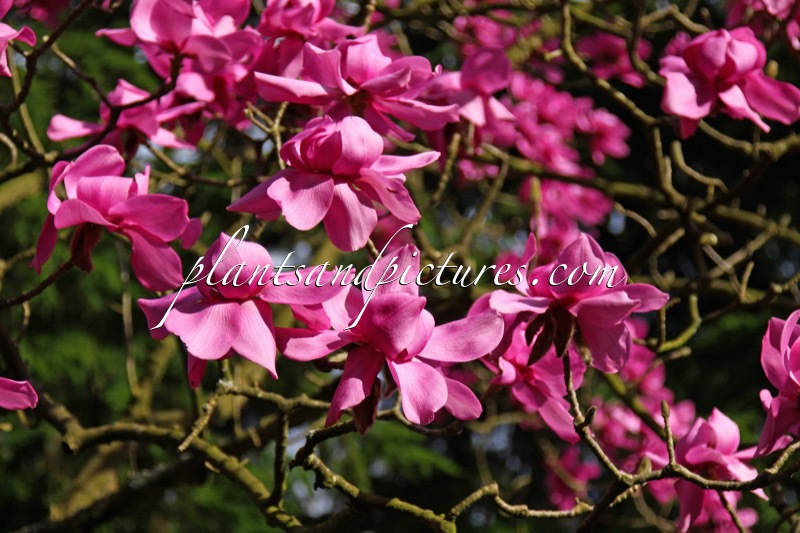 Magnolia campbellii subsp. mollicomata