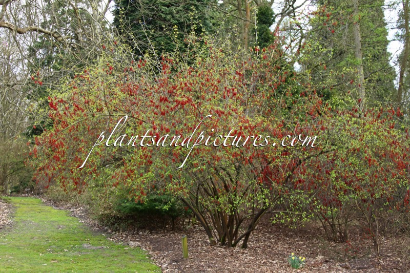 Viburnum betulifolium