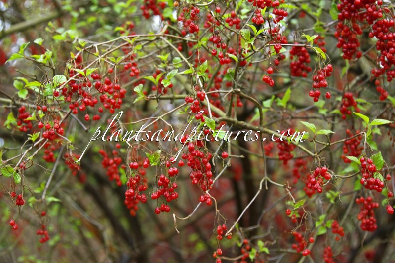 Viburnum betulifolium