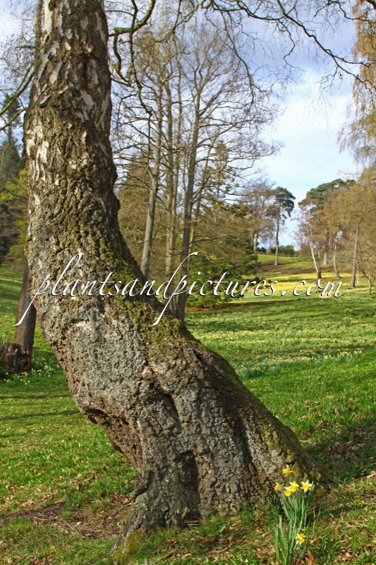 Betula pendula