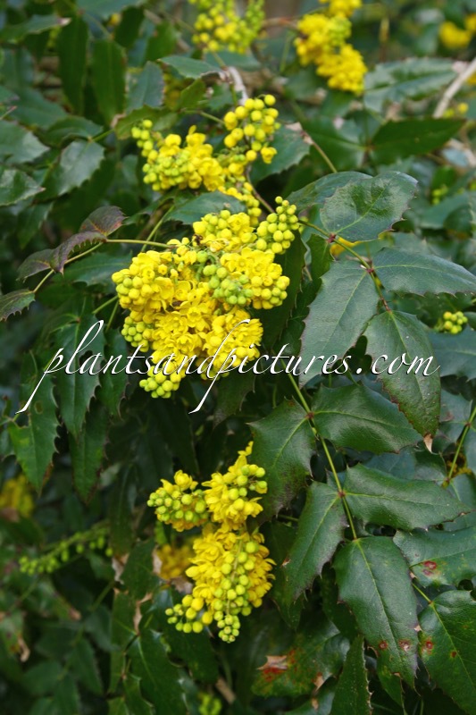Mahonia ‘Aldenhamensis’ Hort.