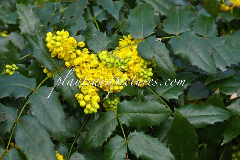 Mahonia ‘Aldenhamensis’ Hort.
