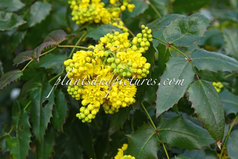 Mahonia ‘Aldenhamensis’ Hort.