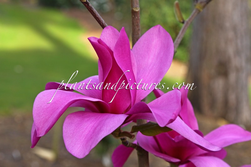 Magnolia ‘Ruth’