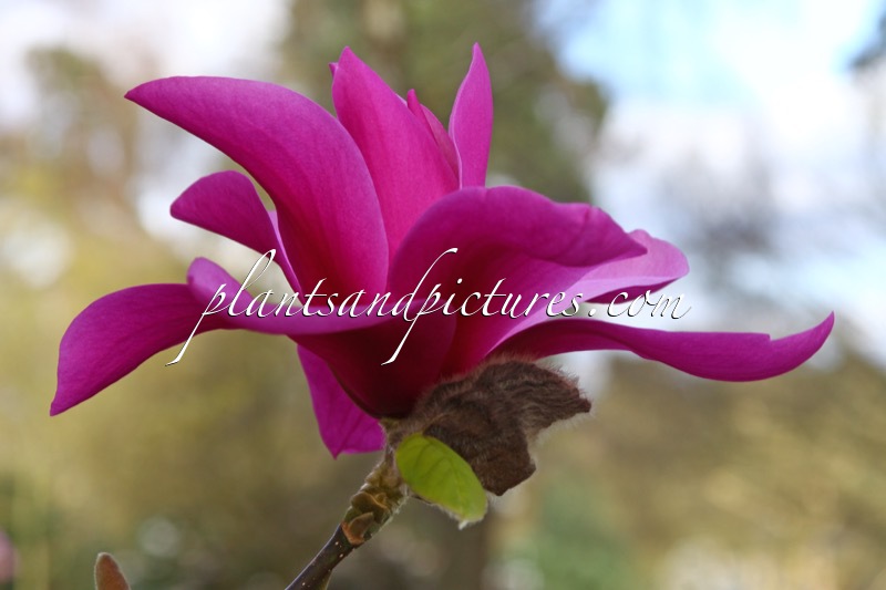 Magnolia ‘Ruth’