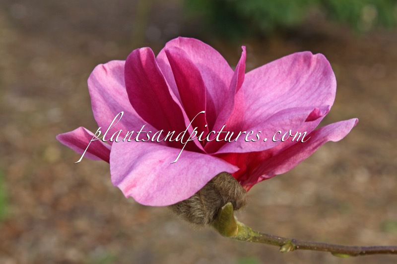Magnolia ‘Margaret Helen’