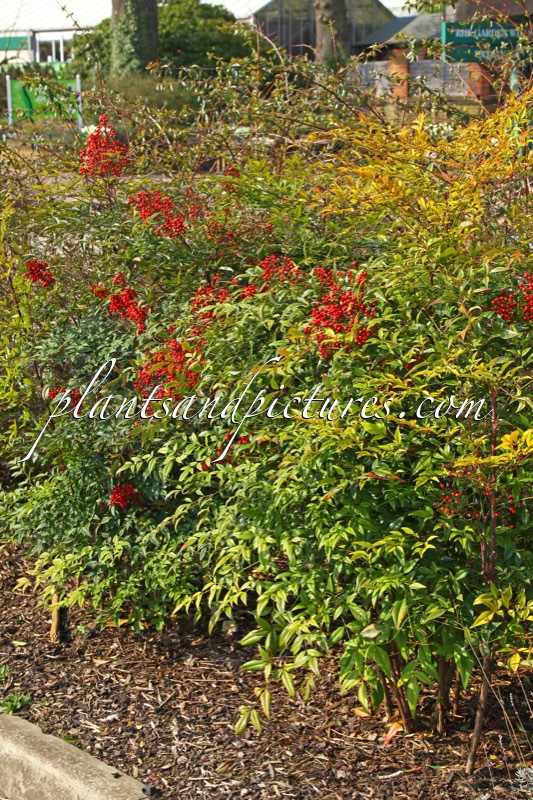 Nandina domestica ‘Richmond’
