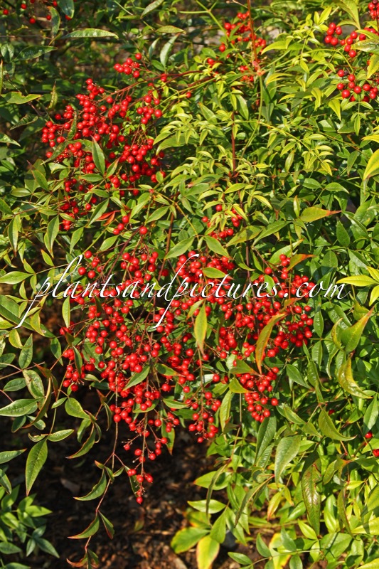 Nandina domestica ‘Richmond’