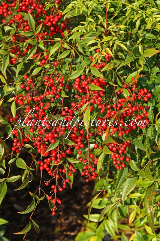 Nandina domestica ‘Richmond’